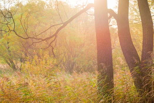 magic ray of light in the autumn forest, toned picture, autumn landscape