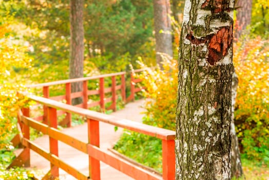 close-up of a birch trunk in an autumn park
