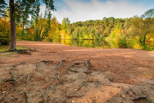 autumn landscape, shore of a lake, close-up tree roots in the ground