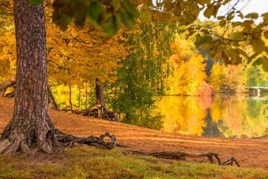 The shore of a lake in an autumn park, the colored foliage of trees on a sunny day