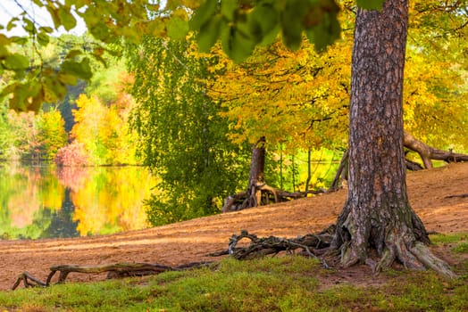 A picturesque autumn landscape in the city park, a view of the lake and trees