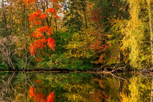 A calm beautiful lake with a reflection in the water of colorful trees, an autumn landscape in the park