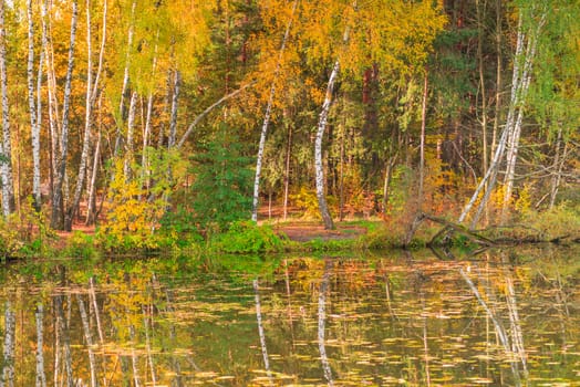 Birches with yellow leaves stand on the shore of a picturesque lake, the autumn landscape of Russia