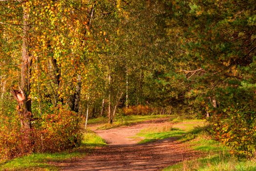 Forest alley on a sunny October day, no people