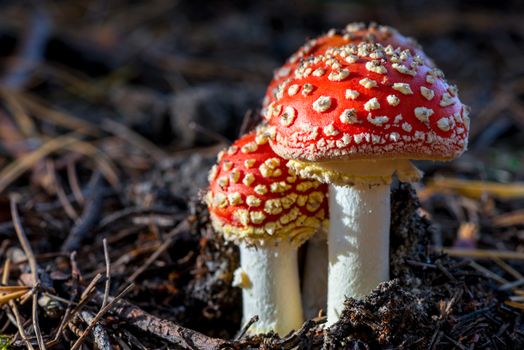 Two amanita mushrooms with white dots close-up in the forest