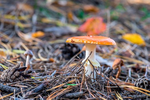 Mushroom fly agaric in the woods close-up - a dangerous poisonous mushroom