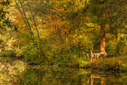 Yellow autumn forest of Russia landscape, September