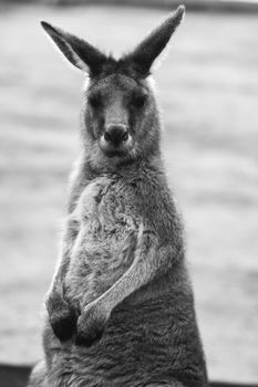 Australian kangaroo outdoors during the daytime.