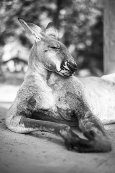 Australian kangaroo outdoors during the daytime.