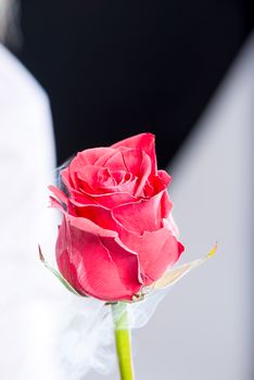 Close-up of a beautiful frozen liquid nitrogen rose on a black background