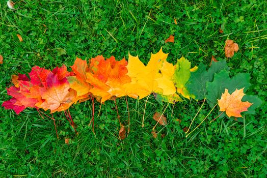 Red, yellow and green leaves of a maple lined in a row on the grass in an autumn park