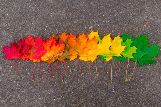 Beautiful colorful autumn maple leaves on the asphalt in a row