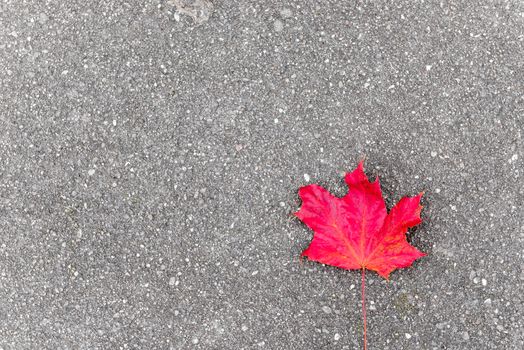 Lonely red maple leaf on asphalt in autumn, space for inscription on the left