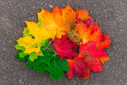 Pile of maple leaves on the asphalt close-up in autumn