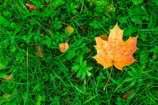 Yellow maple leaf on grass close-up view from above