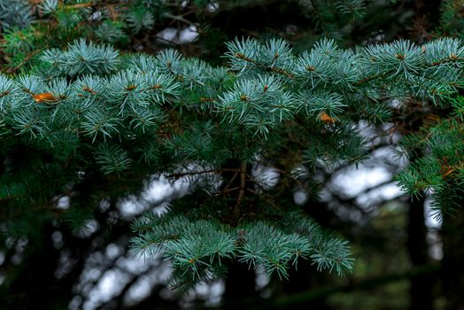 Beautiful branches of blue spruce needles close-up