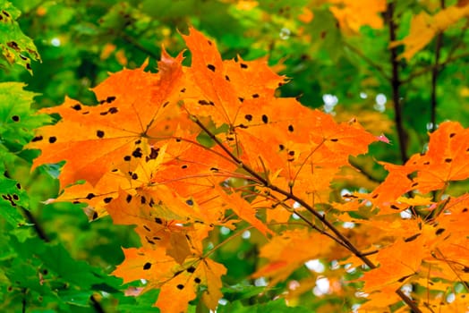 Maple tree with orange leaves in the park close-up