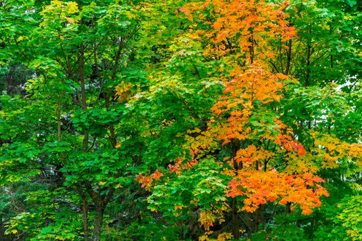 Maple with colorful leaves, changed color, autumn landscape in the park