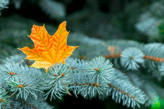 Yellow maple leaf in the branches of blue spruce close-up