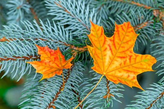 Two yellow maple leaf in the branches of blue spruce close-up