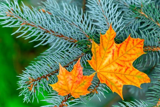 Two bright beautiful yellow maple leaf in blue spruce branches close-up