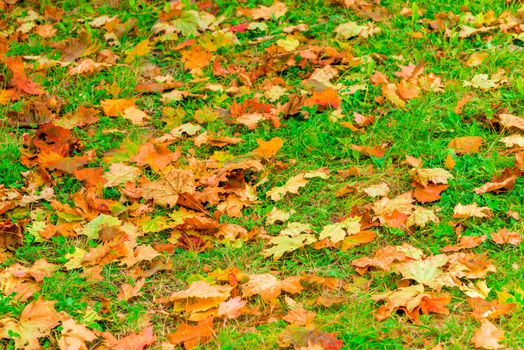 A green lawn covered with fallen autumn maple leaves