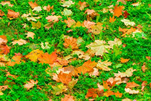 Maple leaves yellow and brown on a green grass park in autumn