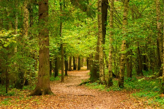 September, autumn landscape in the forest, trees and path