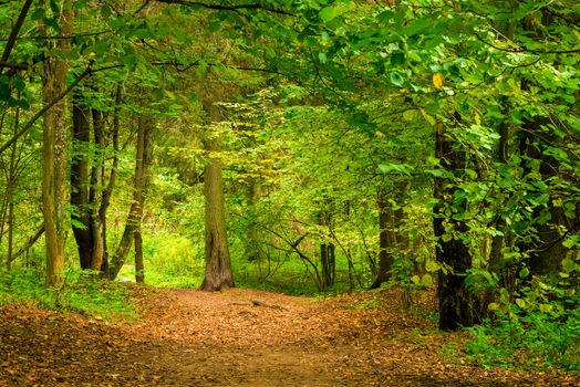 Forest in September, thick deciduous trees stand green