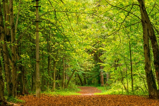 Fallen leaves on a path in the autumn forest, landscape in September