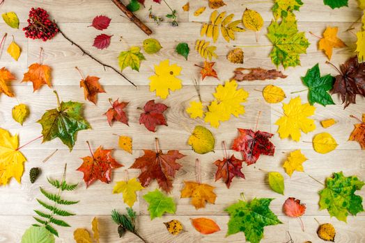 Top view - autumn natural composition from forest natural objects on the floor