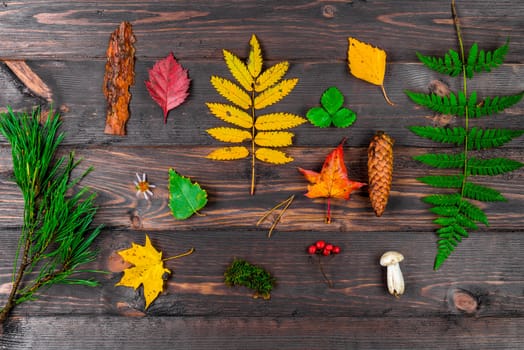 autumn leaves, cones, mushrooms and berries in a composition on a wooden table - objects of forest flora top view