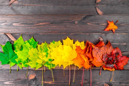 Top view - on the wooden boards the maple leaves are green, yellow and red. Concept photo - natural traffic light