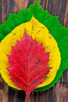 Close-up view from above - a pyramid of colored autumn leaves on a wooden floor