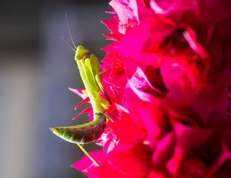 Macro shot of a praying mantis on a pink Bougainvillea