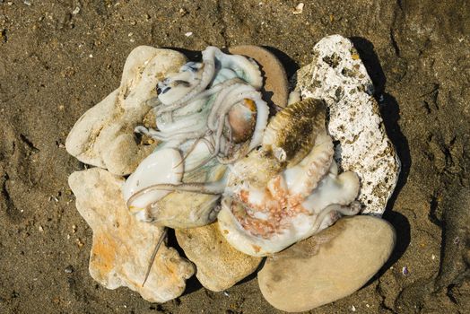 Octupus and cuttlefish samples just caught out of sea water.