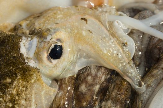 Detail of the eye and mouth parts of a freshly fished cuttlefish.