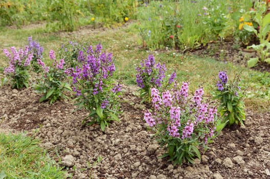 Garden flower bed filled with angelonia plants in shades of pink and purple