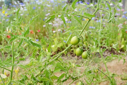 Three green tomatoes on a tomato plant, still bearing the dried flower on the end of the fruit. Colourful flowers stand beyond in the allotment.