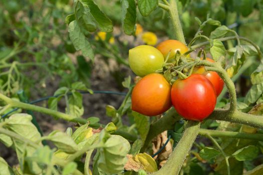 Small truss of tomatoes, ripening from green to red in the sunshine in an allotment; with copy space over the foliage