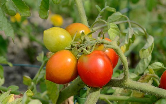Red Alert tomatoes ripen on a bush tomato plant in a vegetable bed on a sunny day