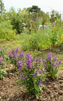 Angelonia Serena plants with mauve petals grow in a summer garden against a background of colourful flowers - with copy space