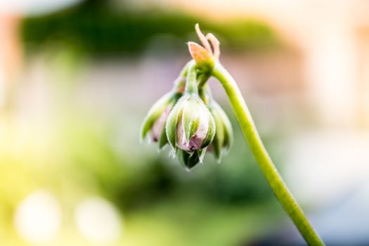 Flower buds isolated on blurred background on the sunny day