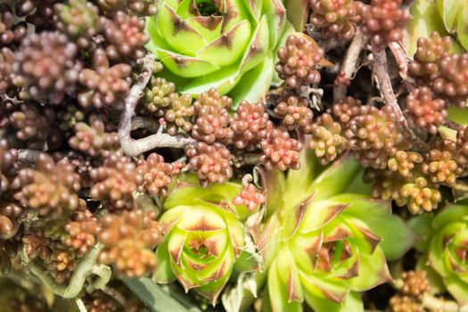 Green leaves of stonecrop in closeup image. Sunny day