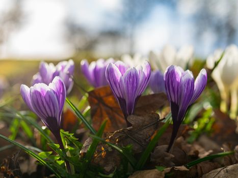 Purple Crocus Nevadensis Blooming in Spring in UK
