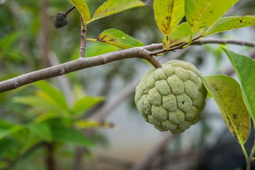 A ripe sugar apple is seen hanging on a tree.