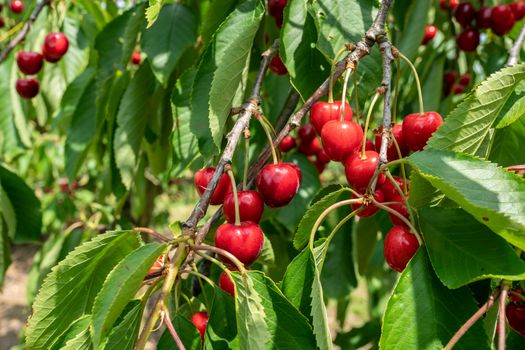 Fresh and ripe cherries seen hanging on cherry trees