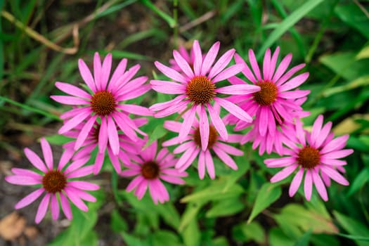 Close up view of a few vibrant pink daisy flowers.