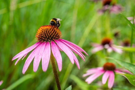 Bumble bee seen on pink daisy flowers in the wild