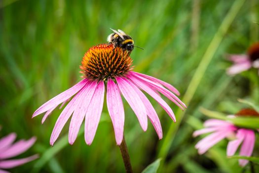 Bumble bee seen on pink daisy flowers in the wild